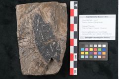 Foto (Objekt + Etikett) von Quercus naumanni Ettingshausen (NHMW-GEO-2024-0188-7969)